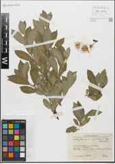 Foto von Salix glabra Scop. x Salix nigricans Sm.
